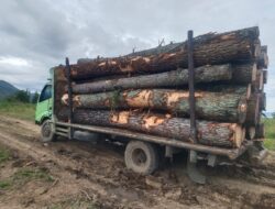 Diduga Aktivitas Penebangan Pinus di Huta Namora dan Bonan Dolok III Rugikan Lingkungan, Warga Soroti Kinerja Instansi Terkait